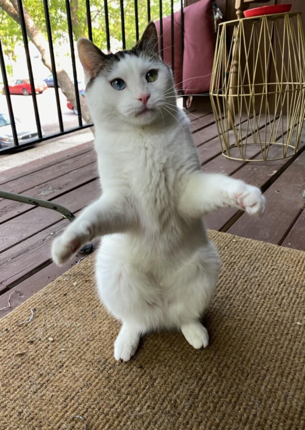 I love you this much