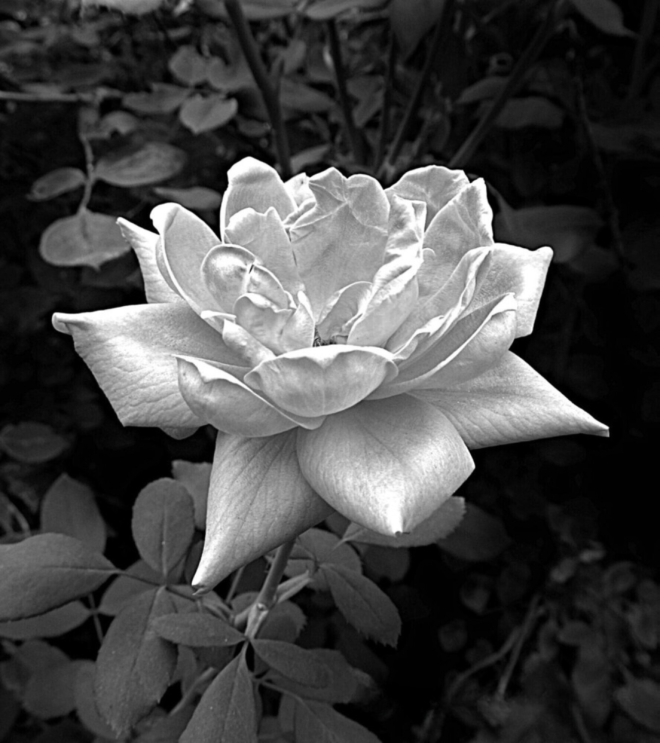 Dewy Black and White Rose