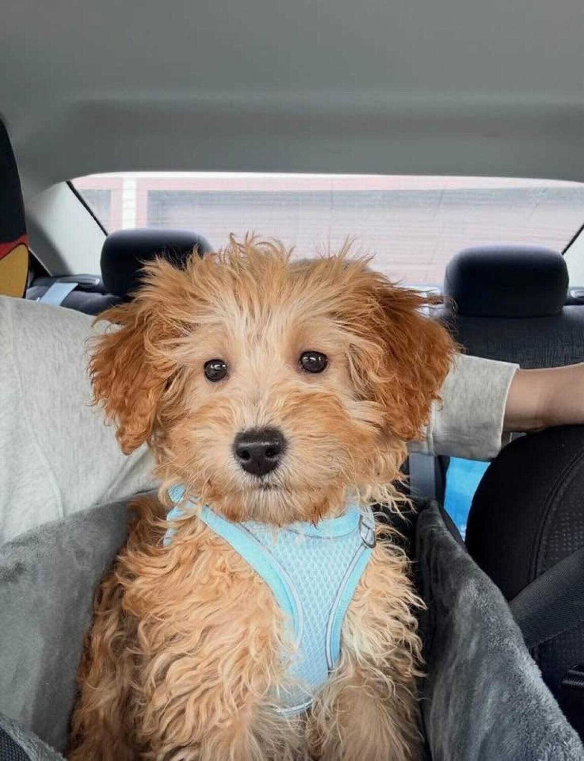 Winston’s 1st Car Ride