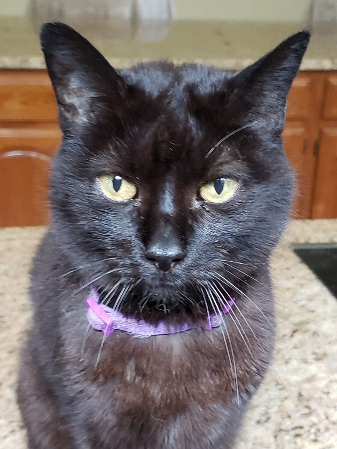 Sweetie Pie in purple