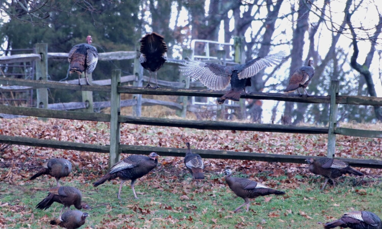 Thursday Morning Thanksgiving