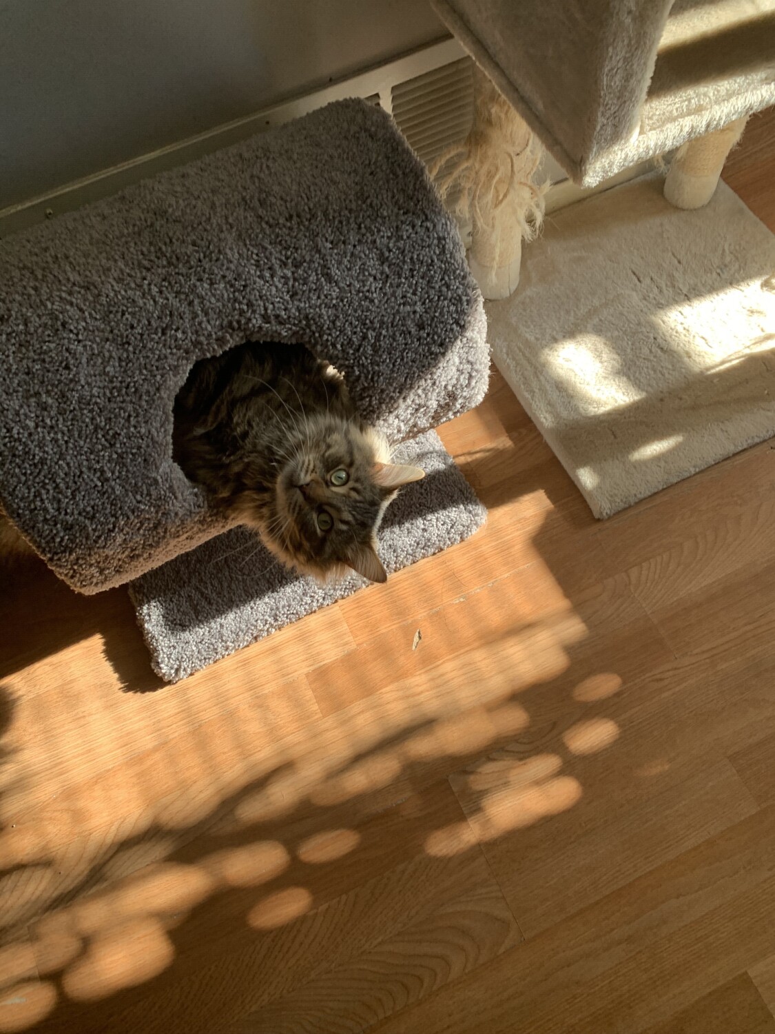 Upside down bat face