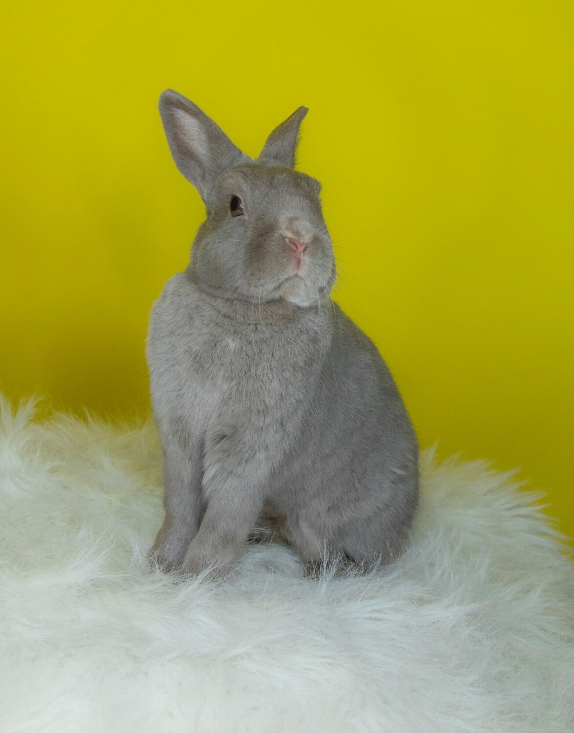 The Studious Mr. Grayson