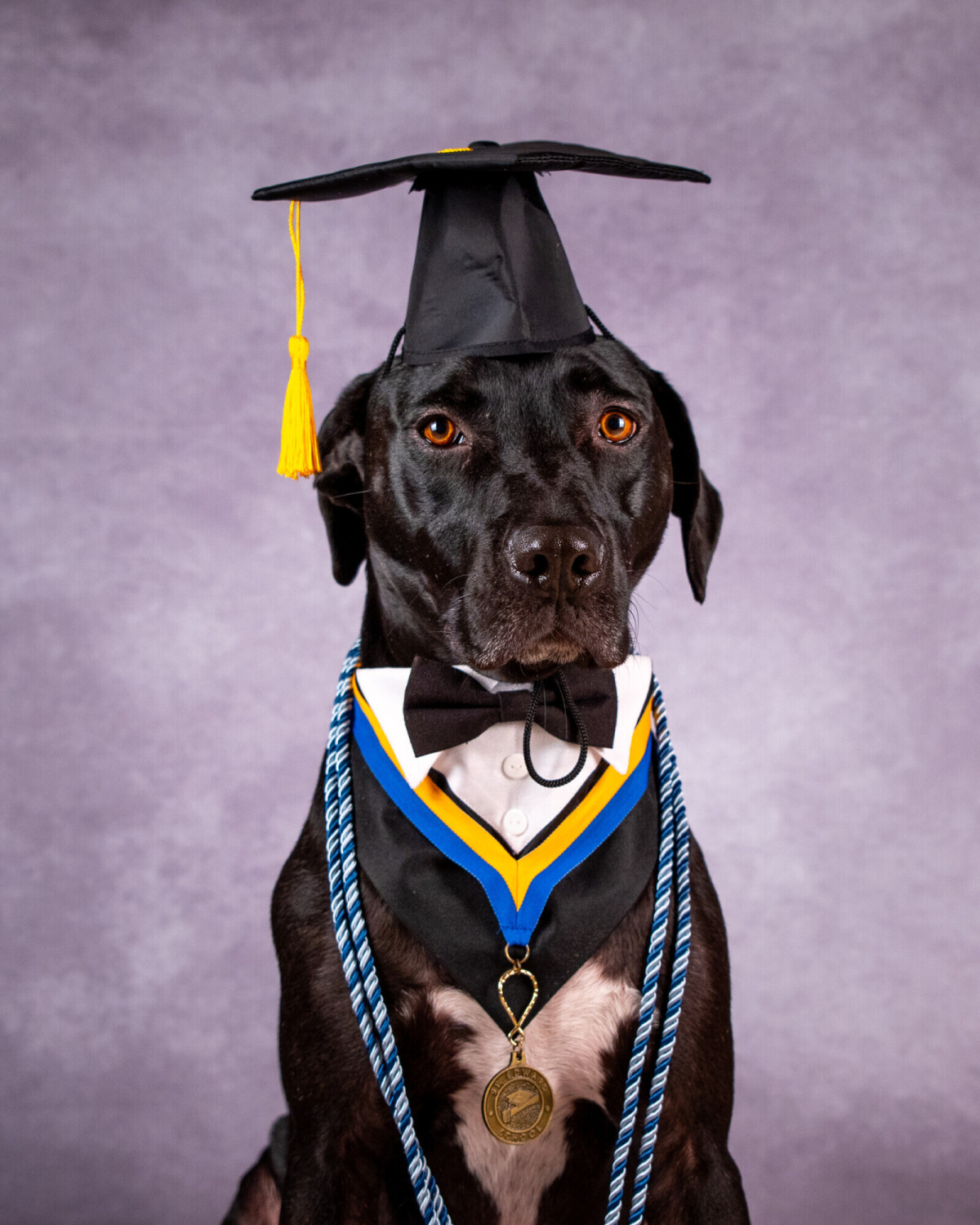 Chisme, Class Vale-dog-torian