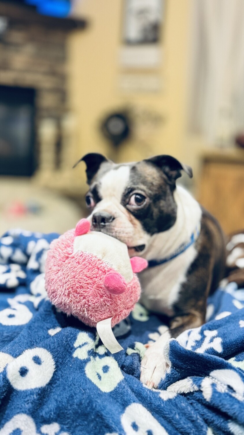 Bubba and his pink toy