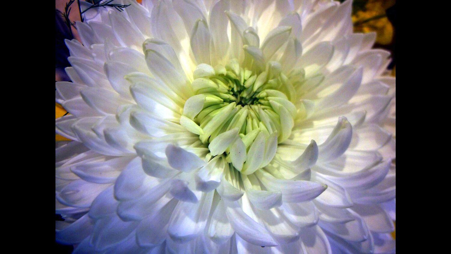 Your Face Reminds Me of a Flower