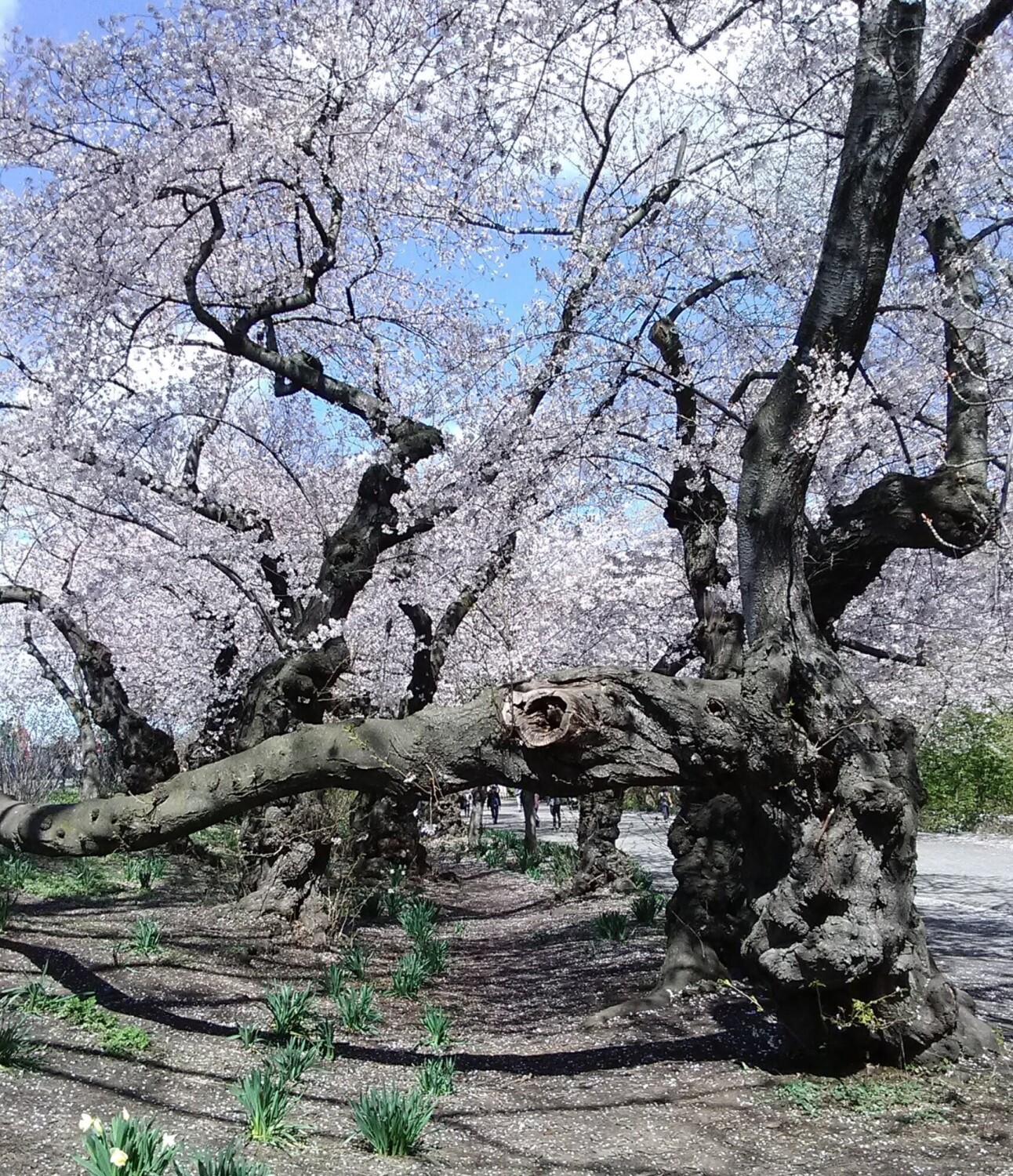 Majestic Tree and Spring Blossoms