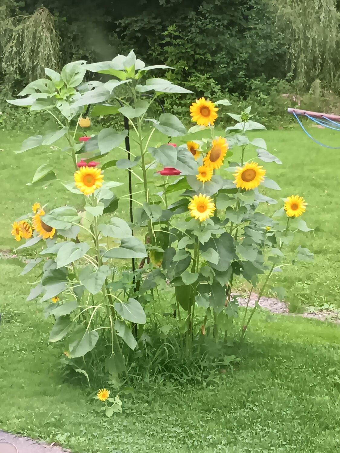 Sunflower power