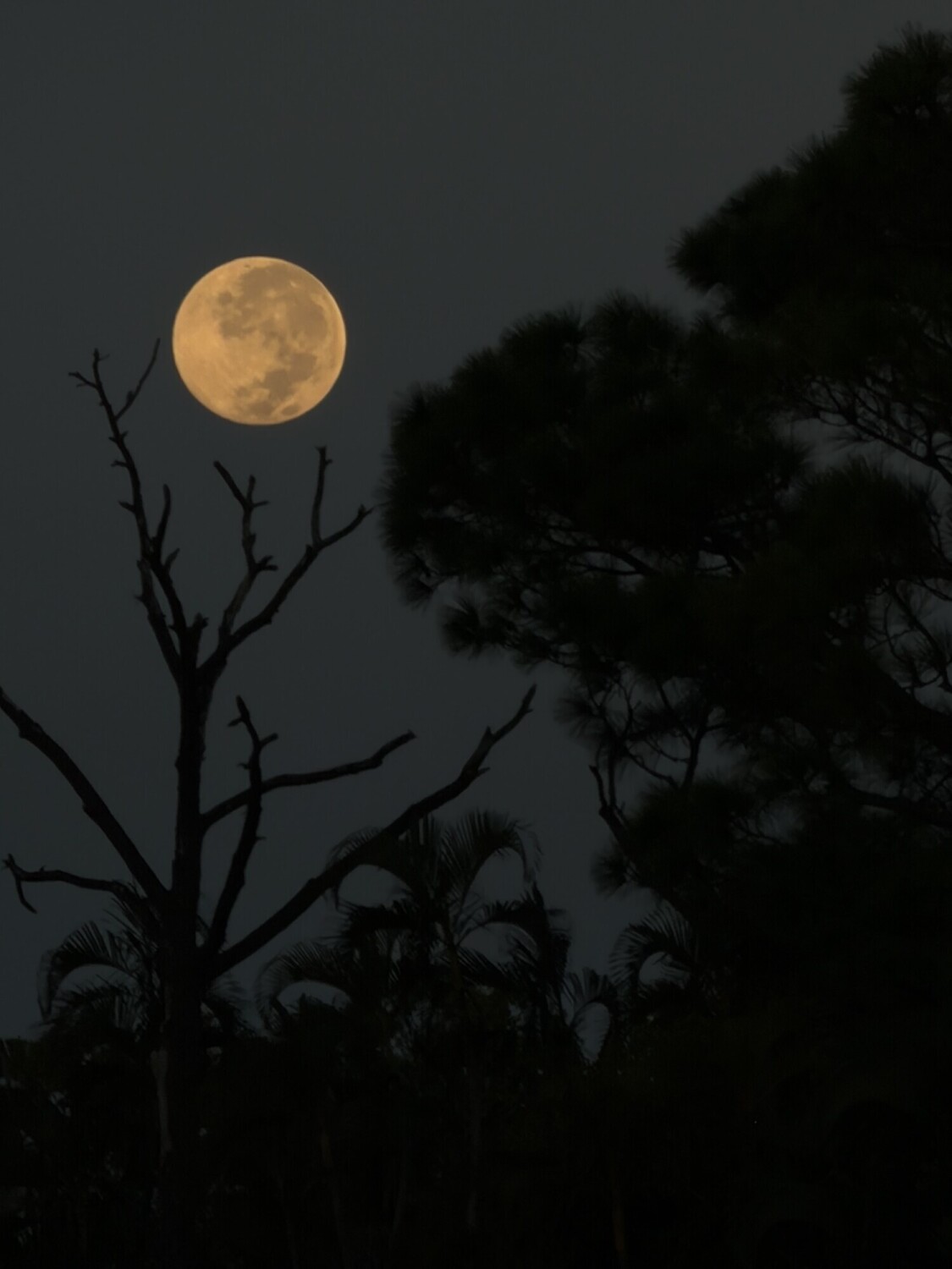 Guardian of the Night