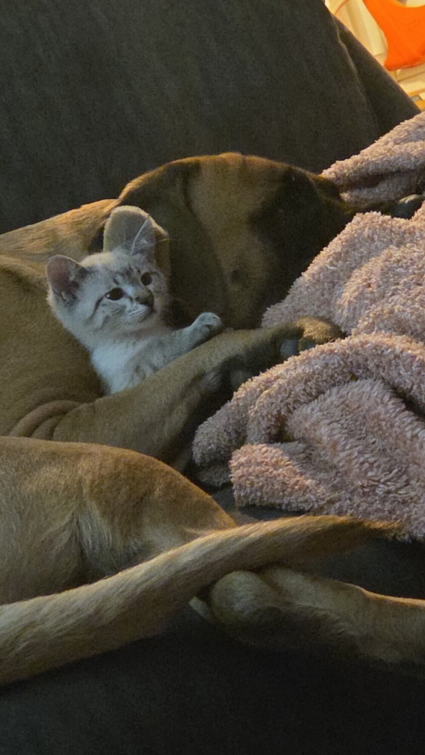 Mastiff emotional support kitty