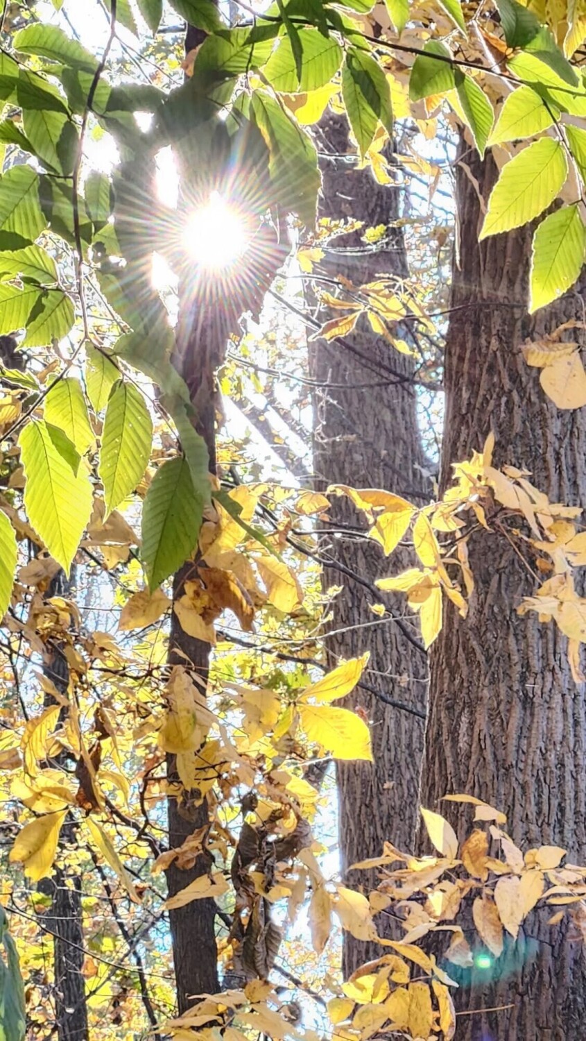 Sun rays on your mind