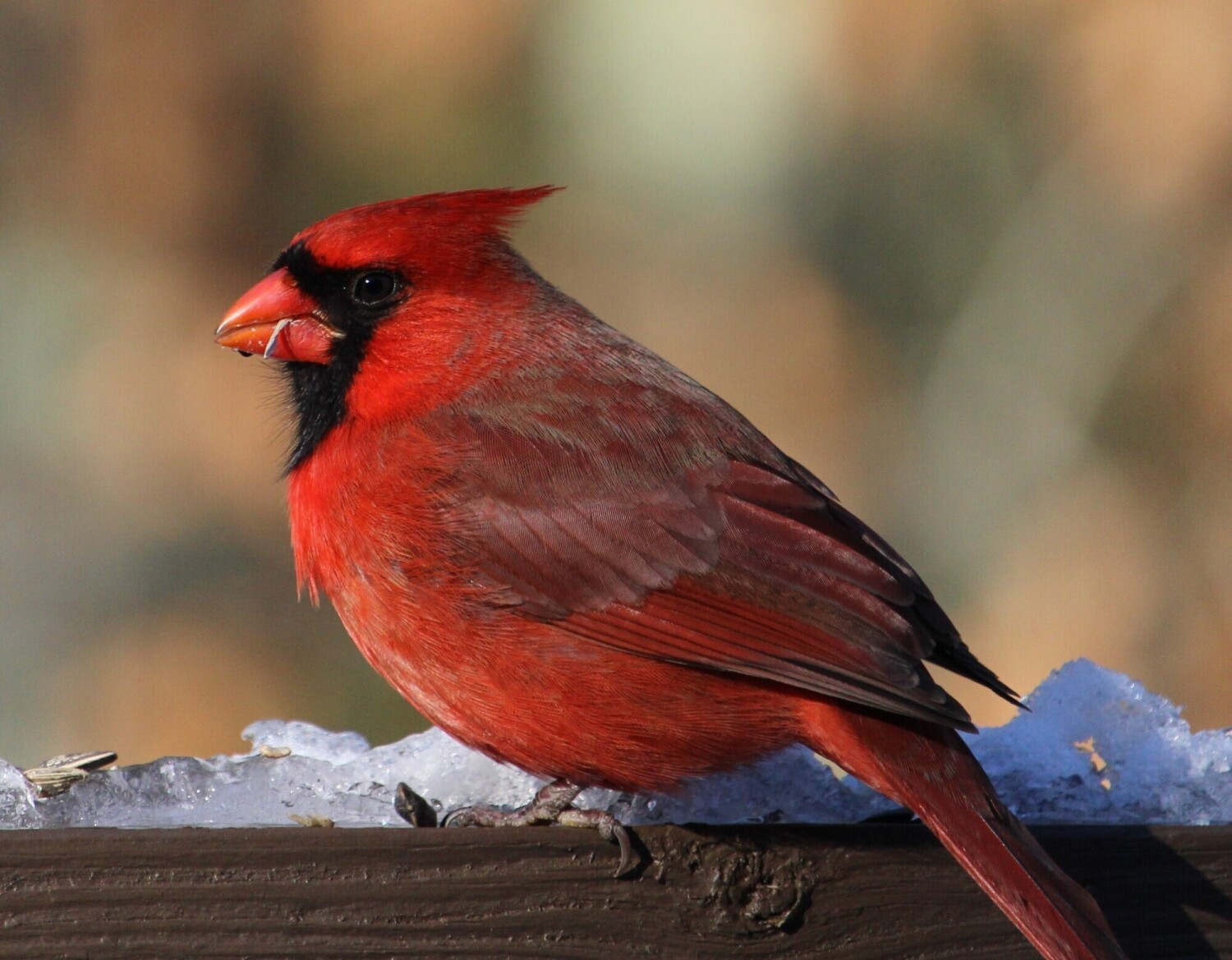 Cardinal in Snow