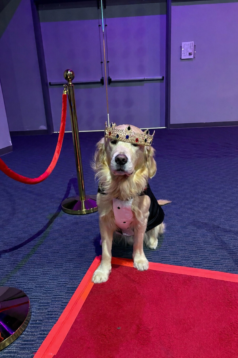 Winston at Night to Shine