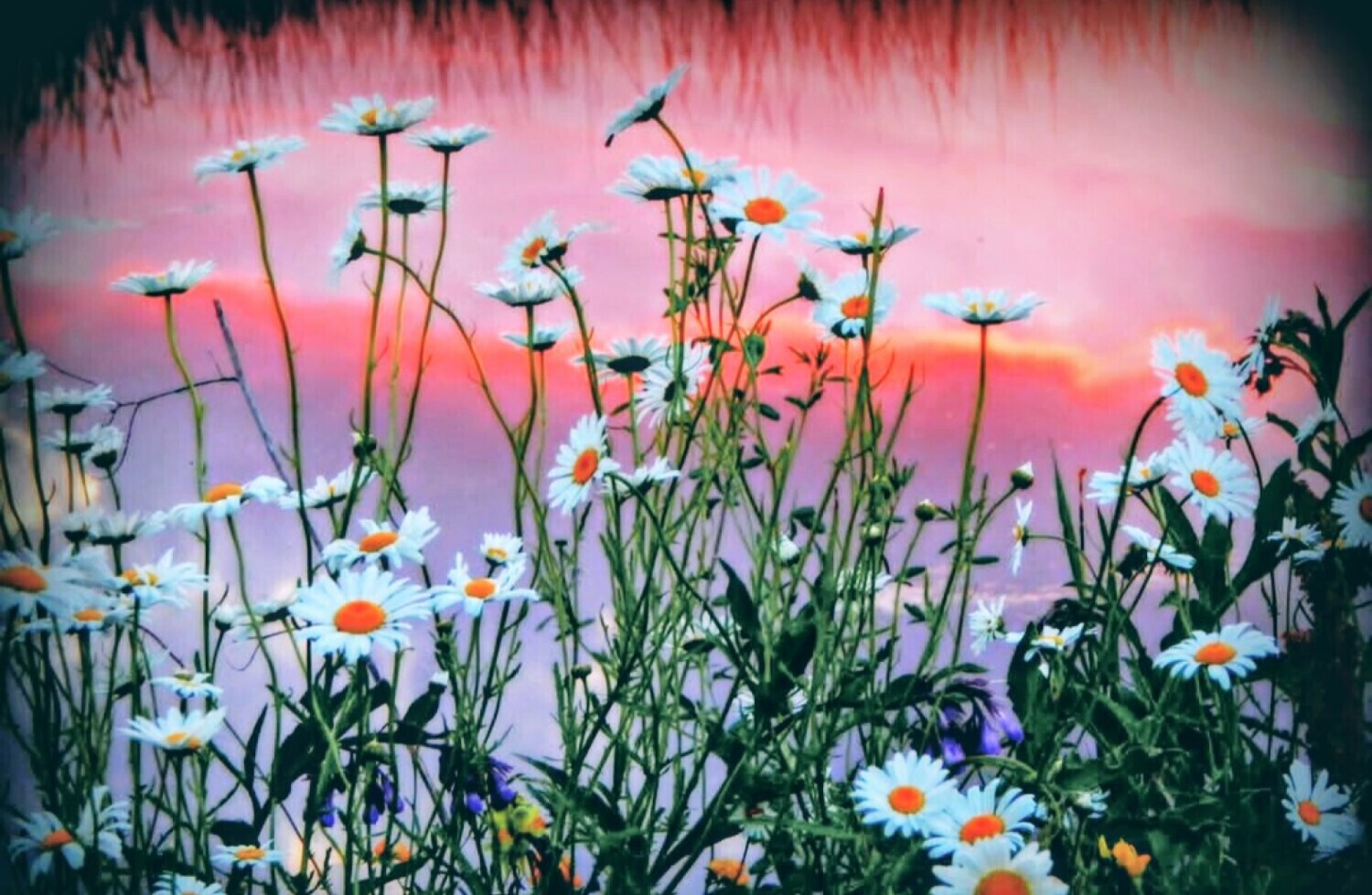 Sunset In Bloom