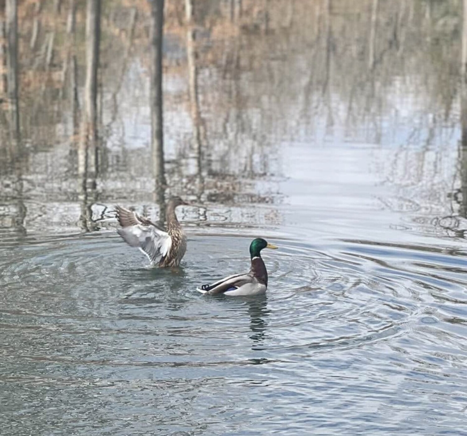 Courtship ❤️❤️