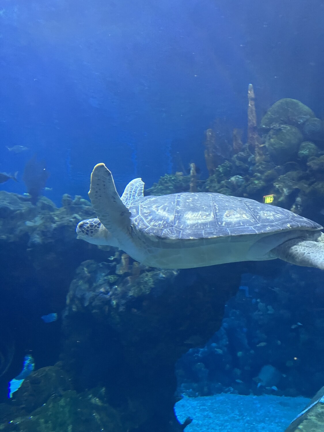 Sea Turtle