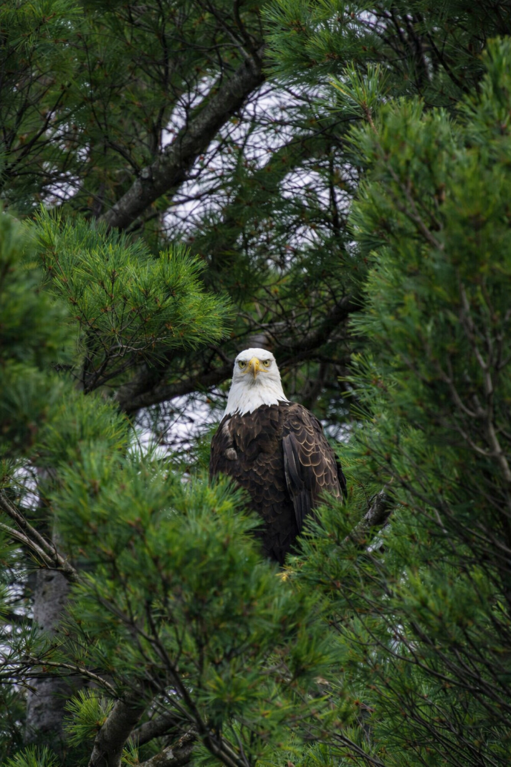 Eyes of the Wilderness