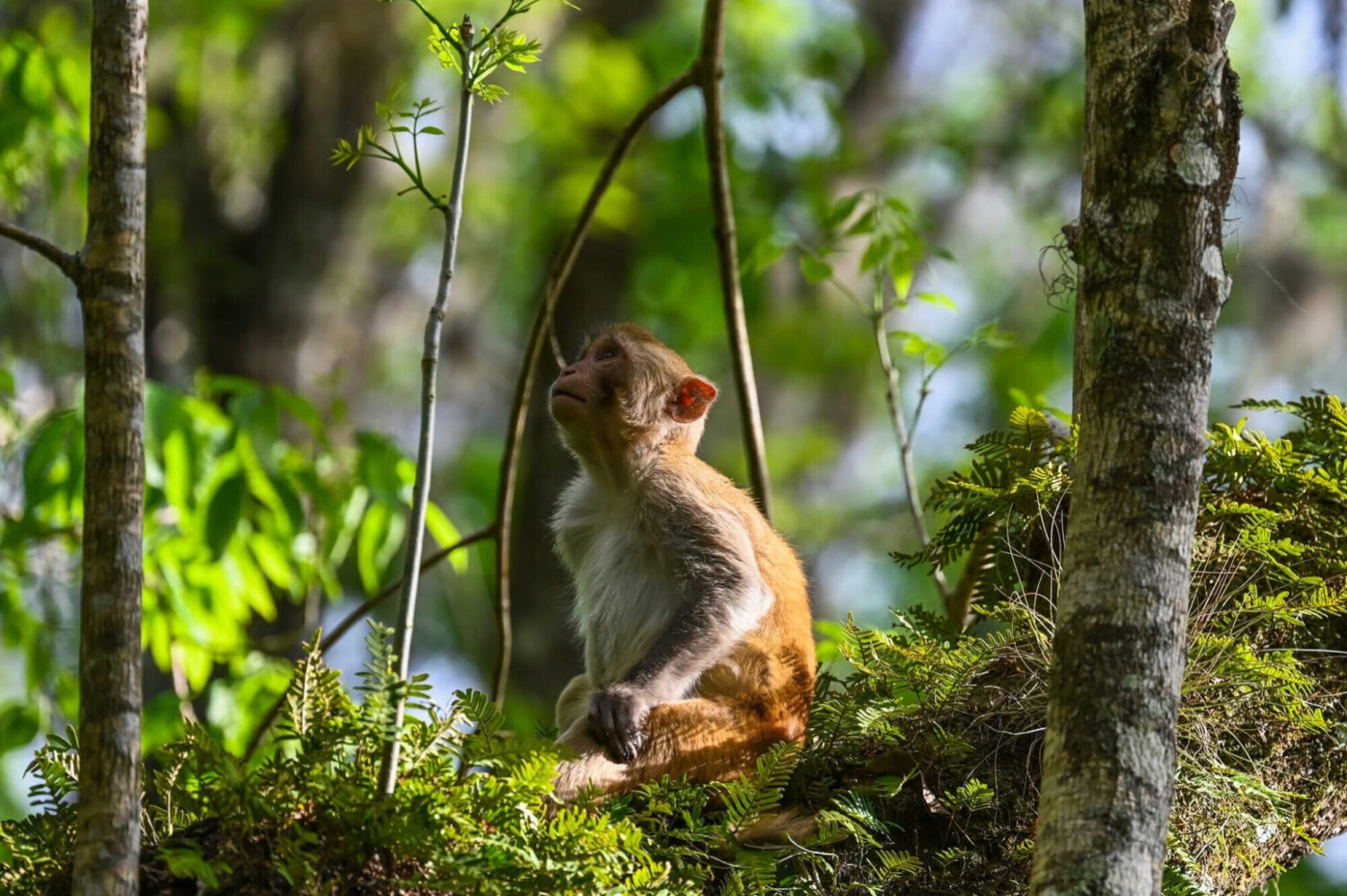 Young Macaque innocence.