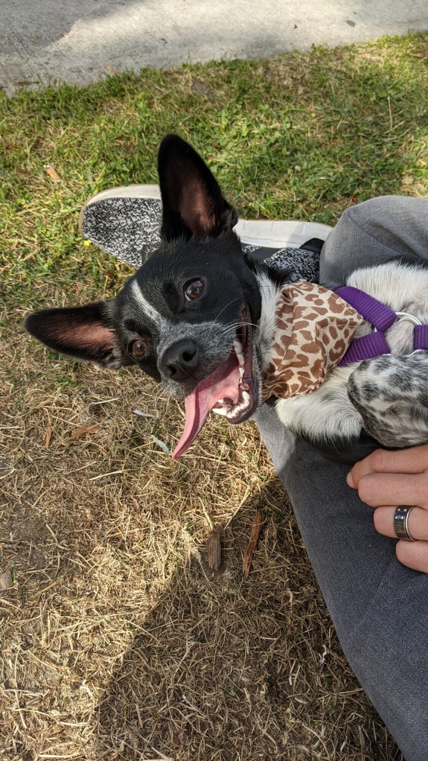 Silly Puppy