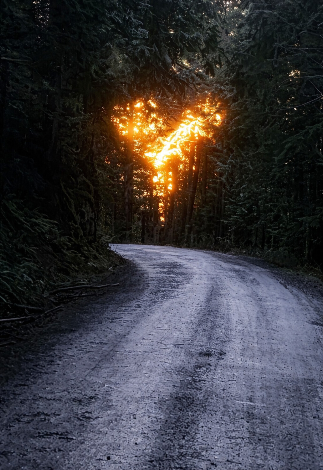 Let Your Heart Lead the Way