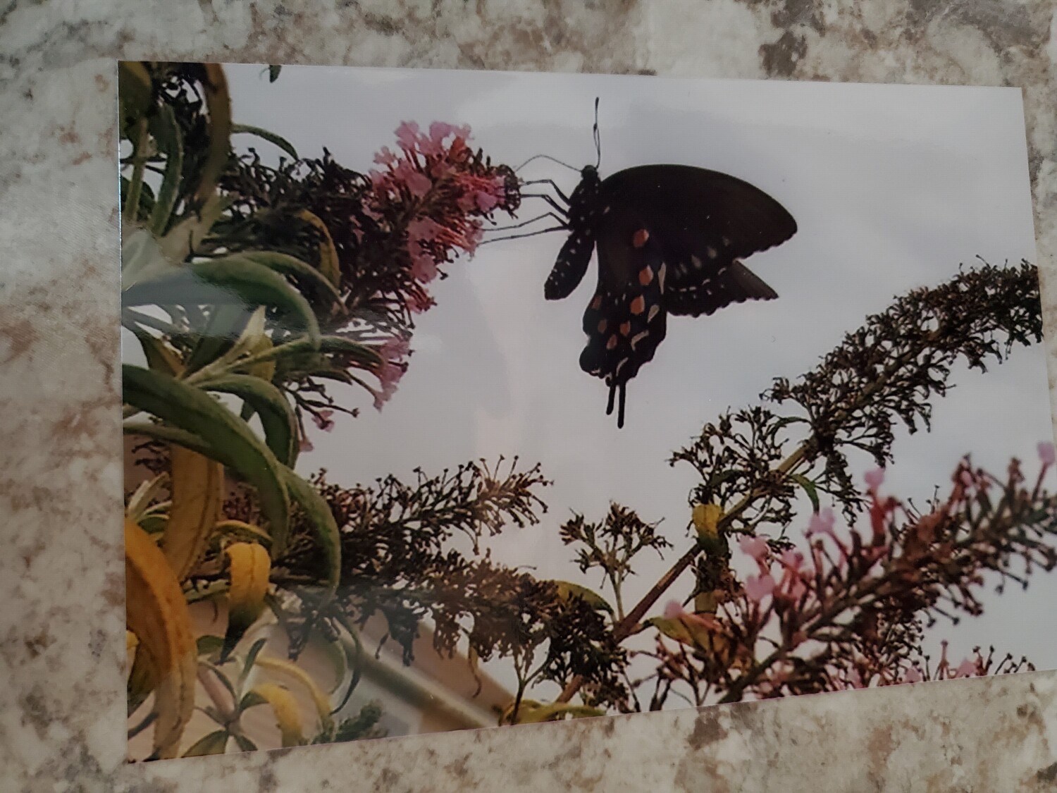 Butterfly in pursuit