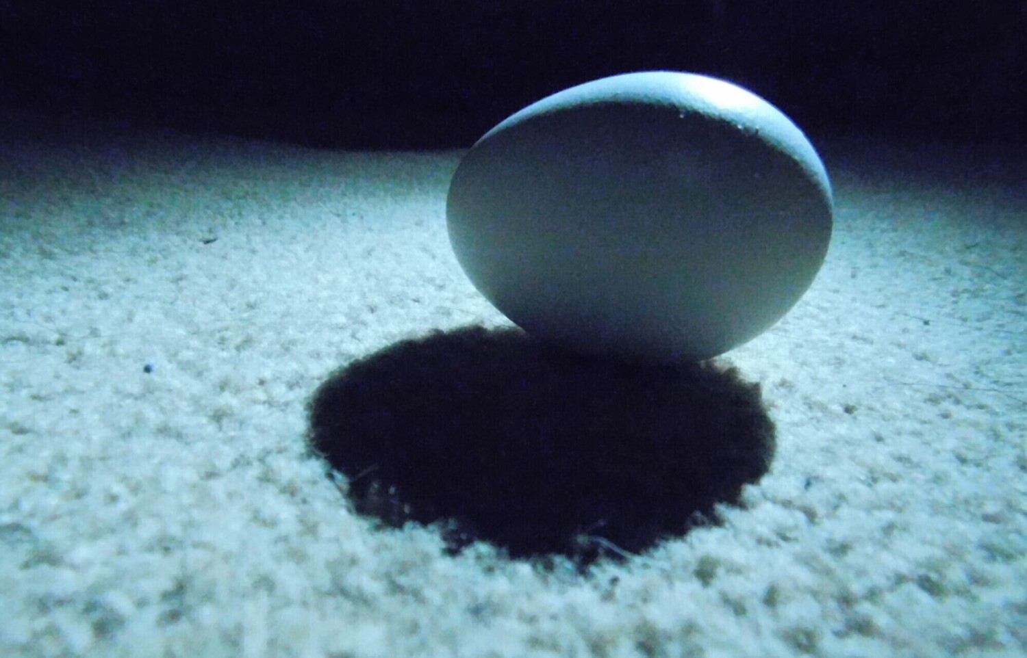 Dramatic Egg