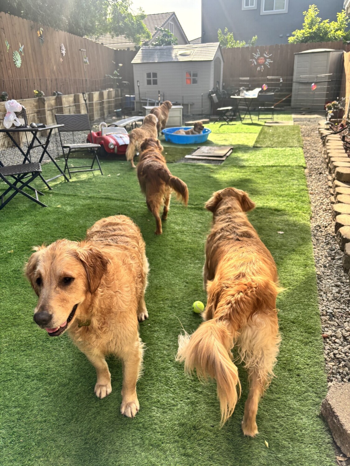 Splish Splash Golden Style 🐾🐾