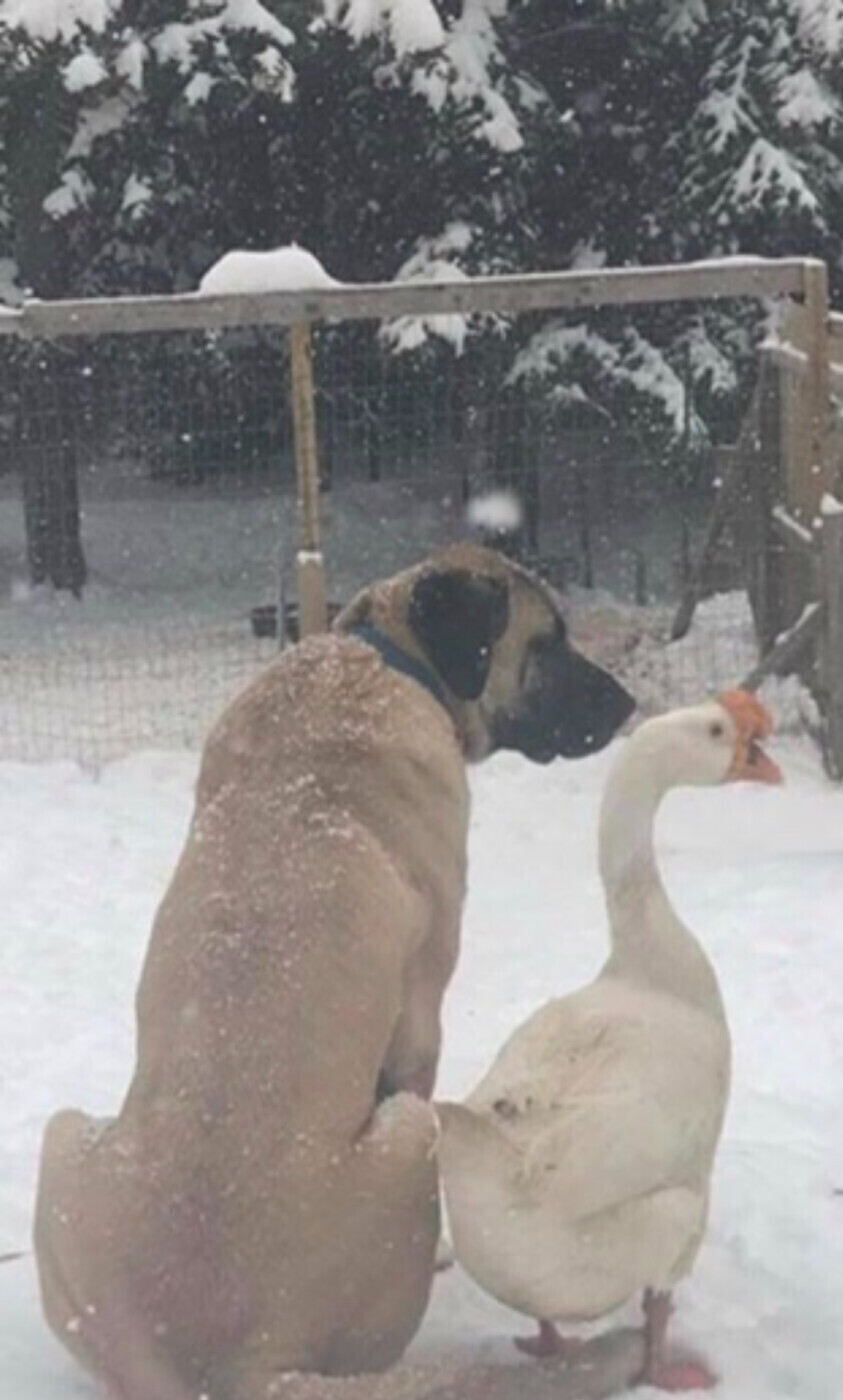 Surveying their domain