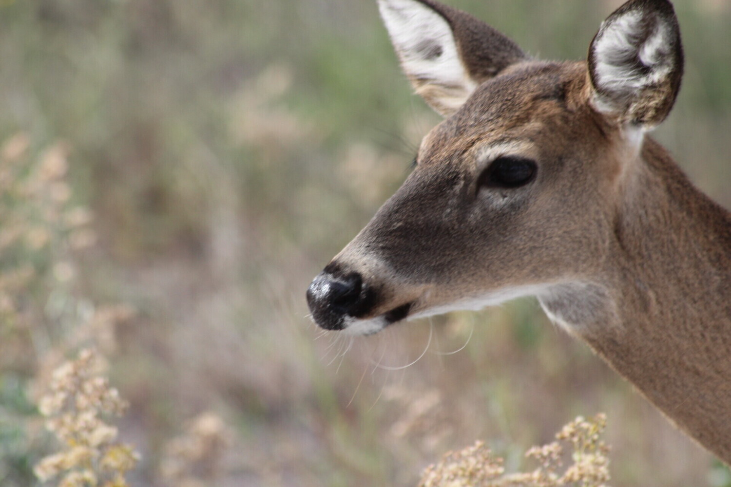 Panama City Deer