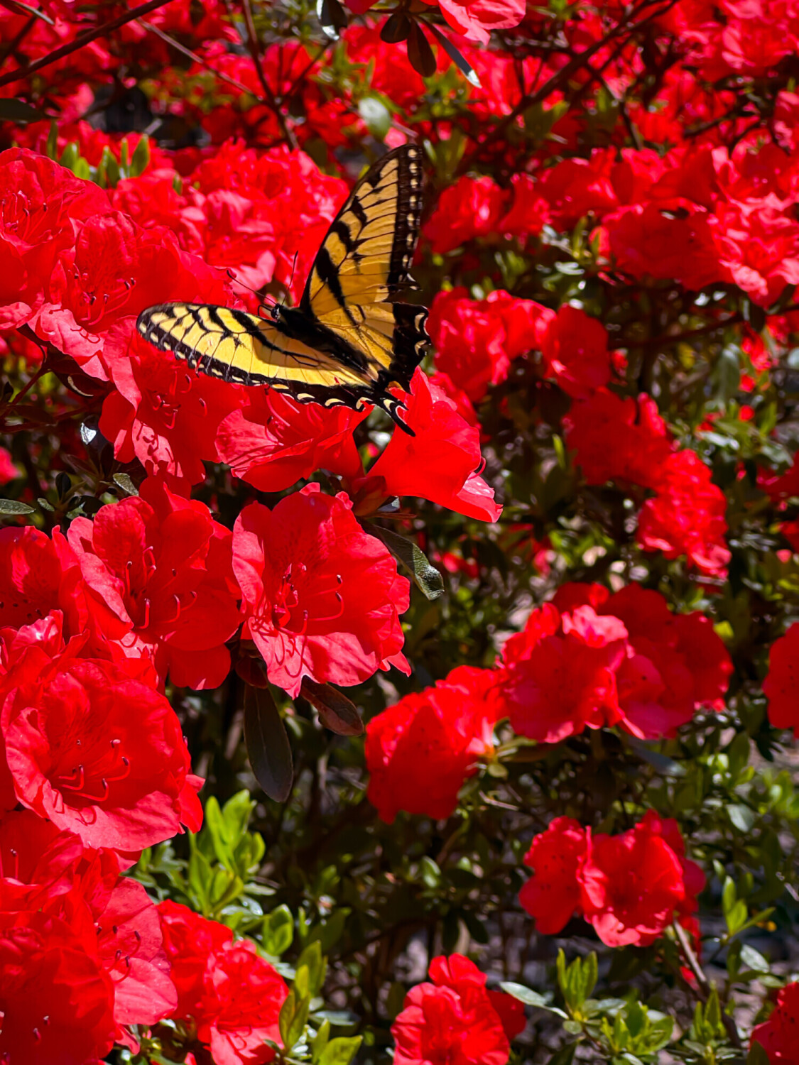 Butterflies In Bloom