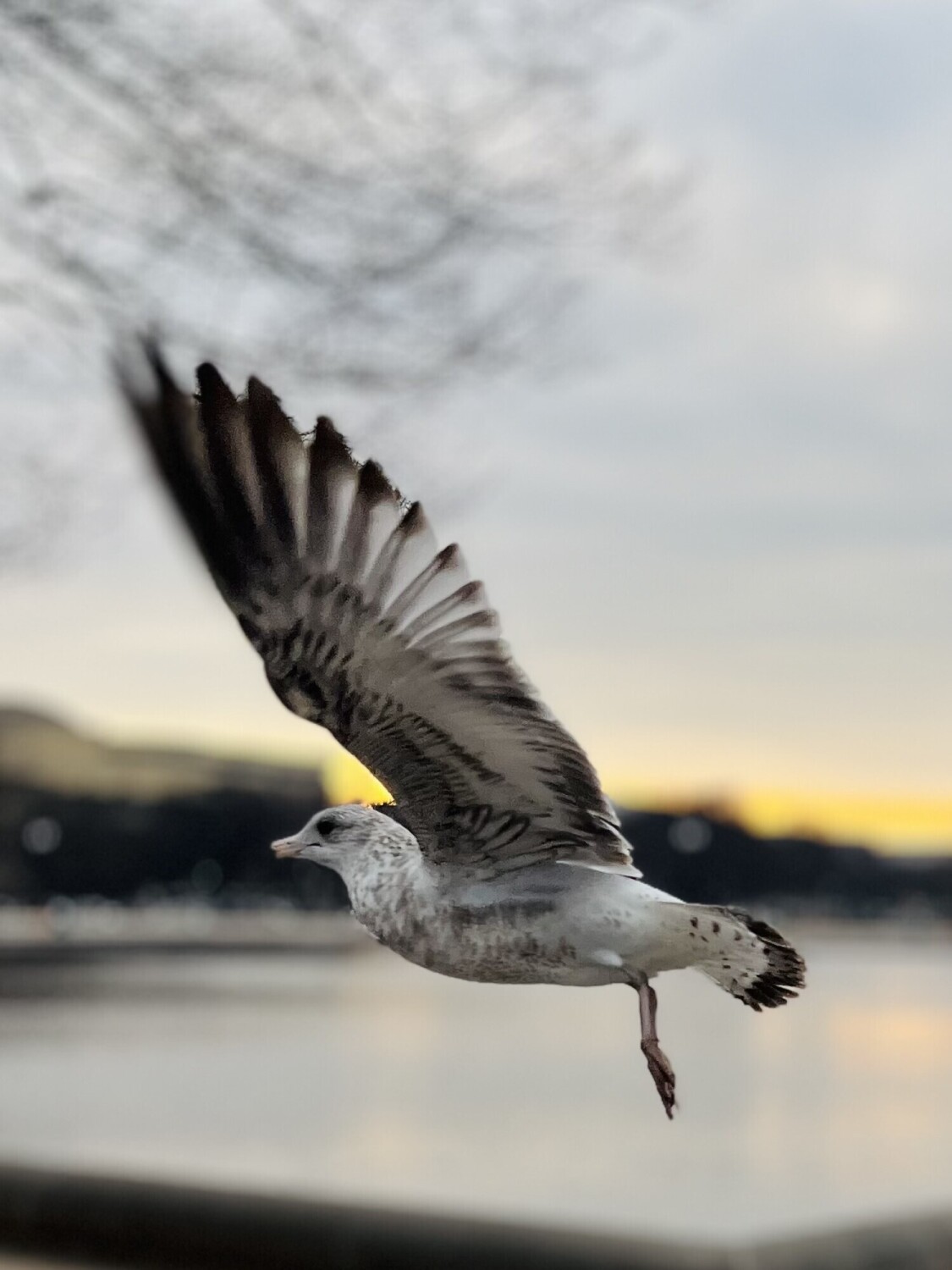 Wings of Flight