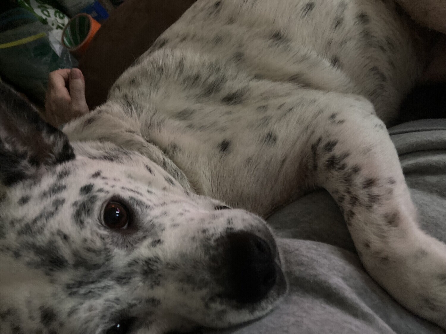 Ruger
