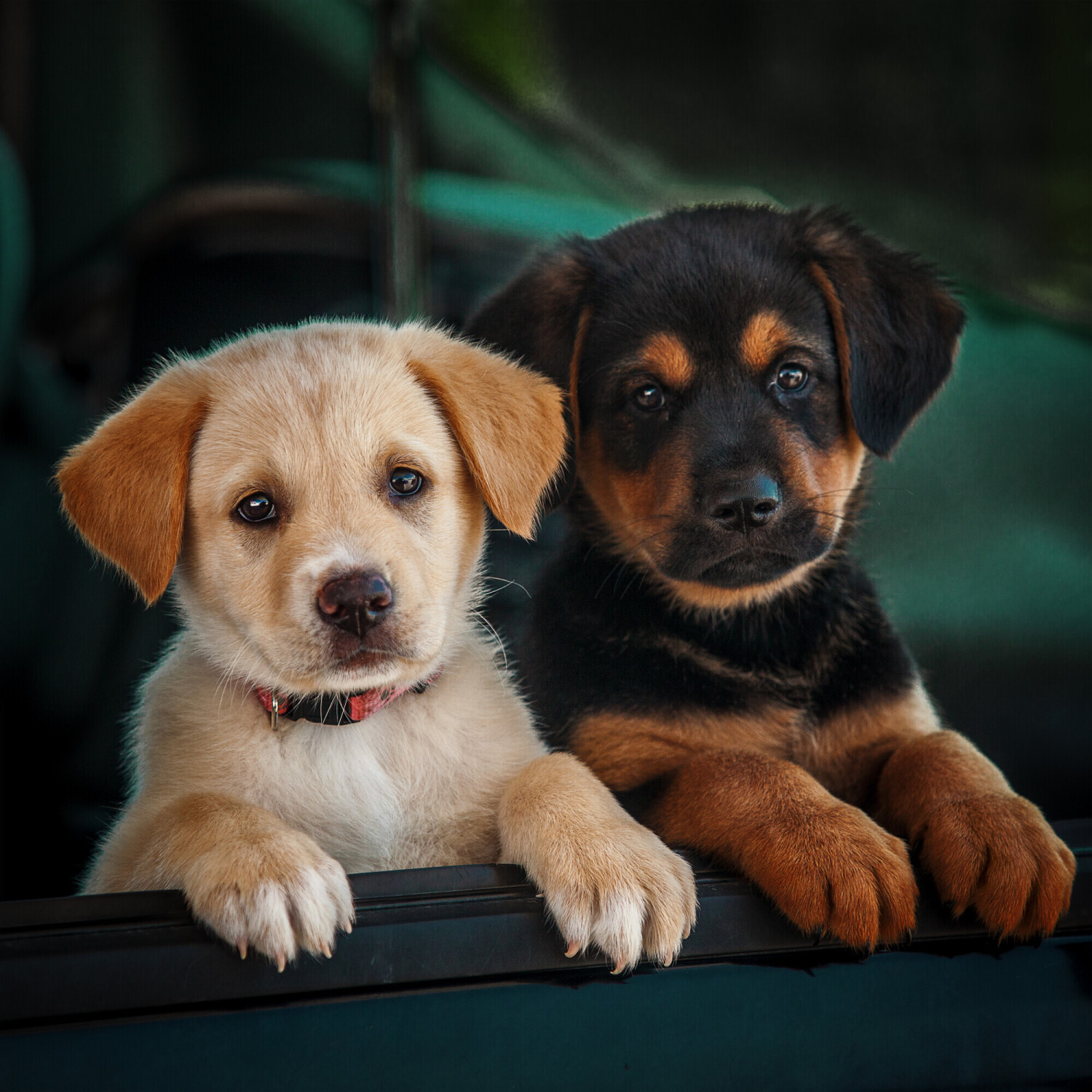 A Couple of Cuties