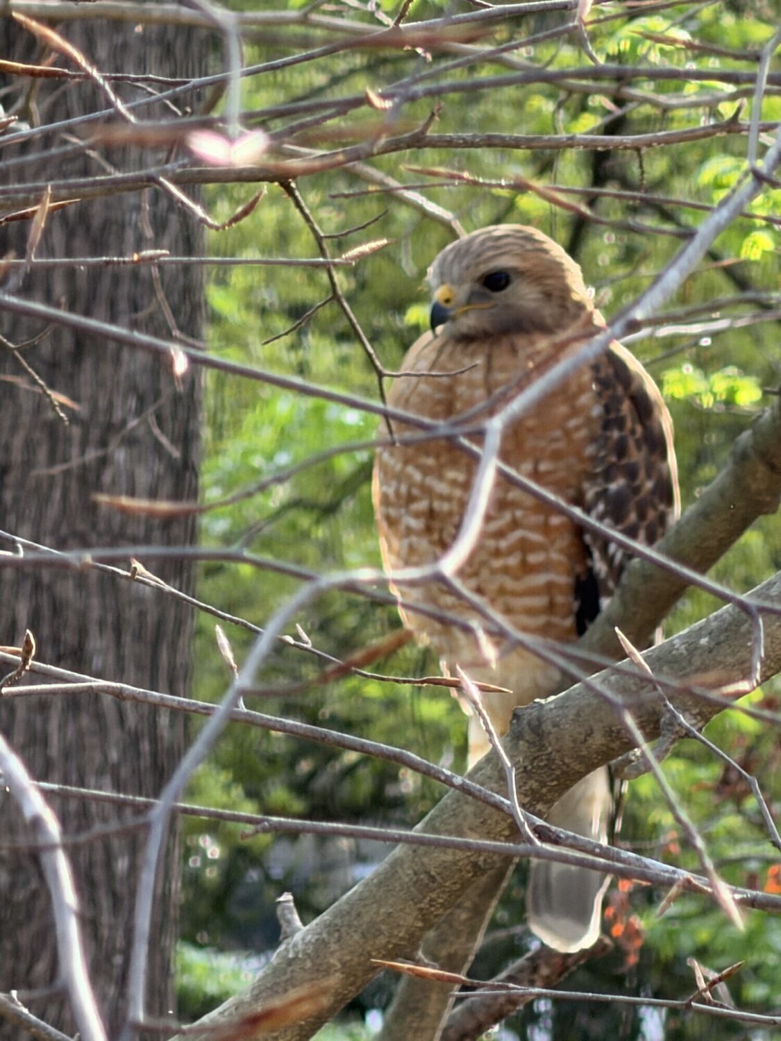 Hawk finding food for babies