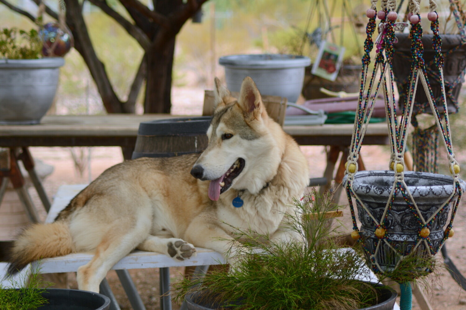 My wolfdog Mystic