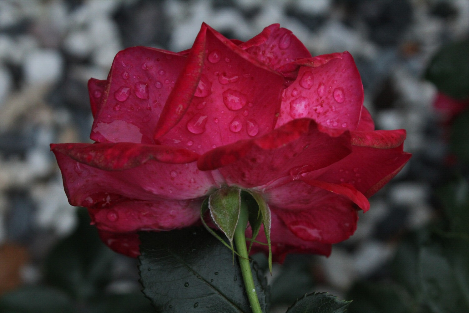 After the Rain, She Blooms