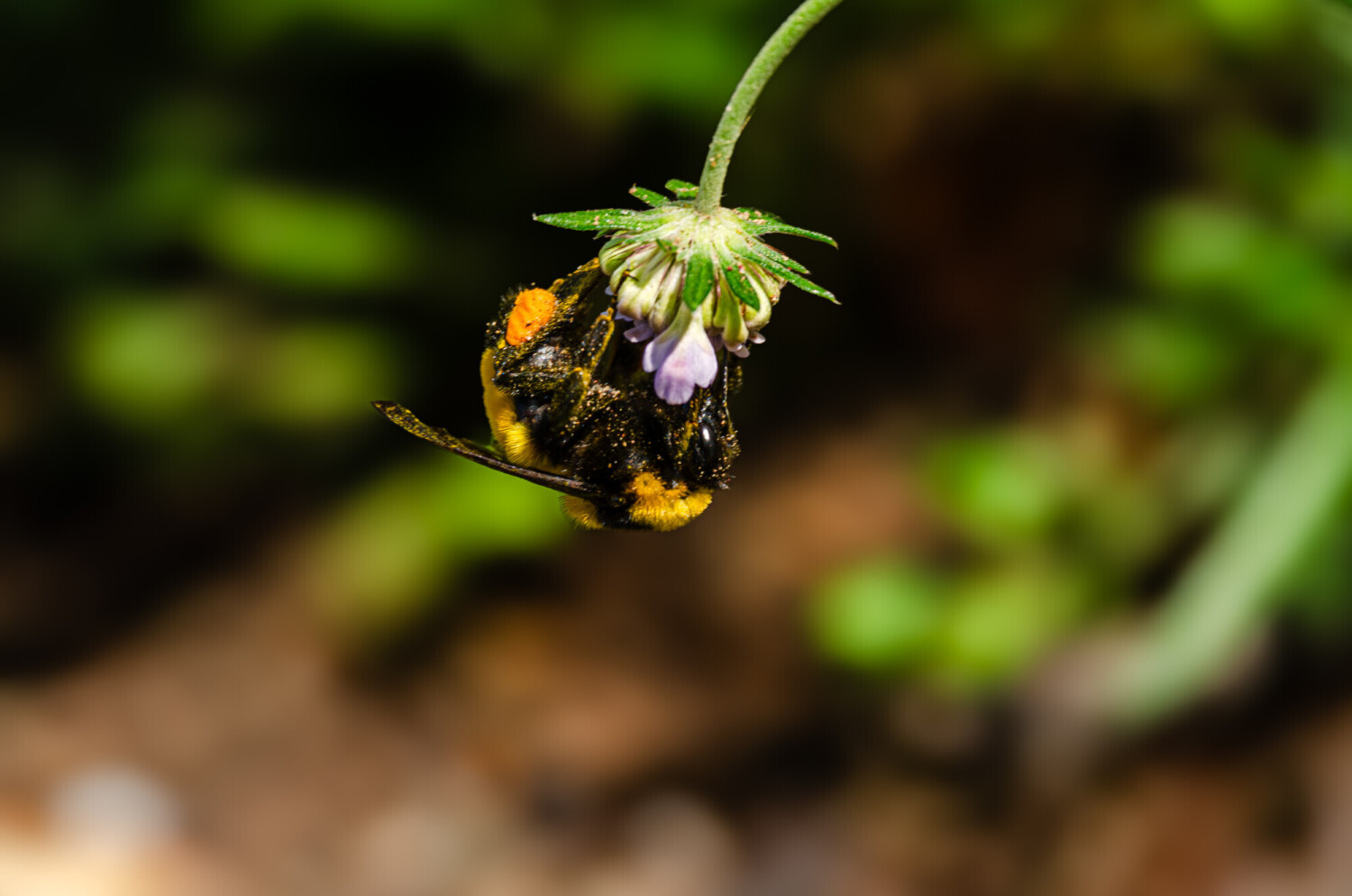 Busy Bee And The Pests.