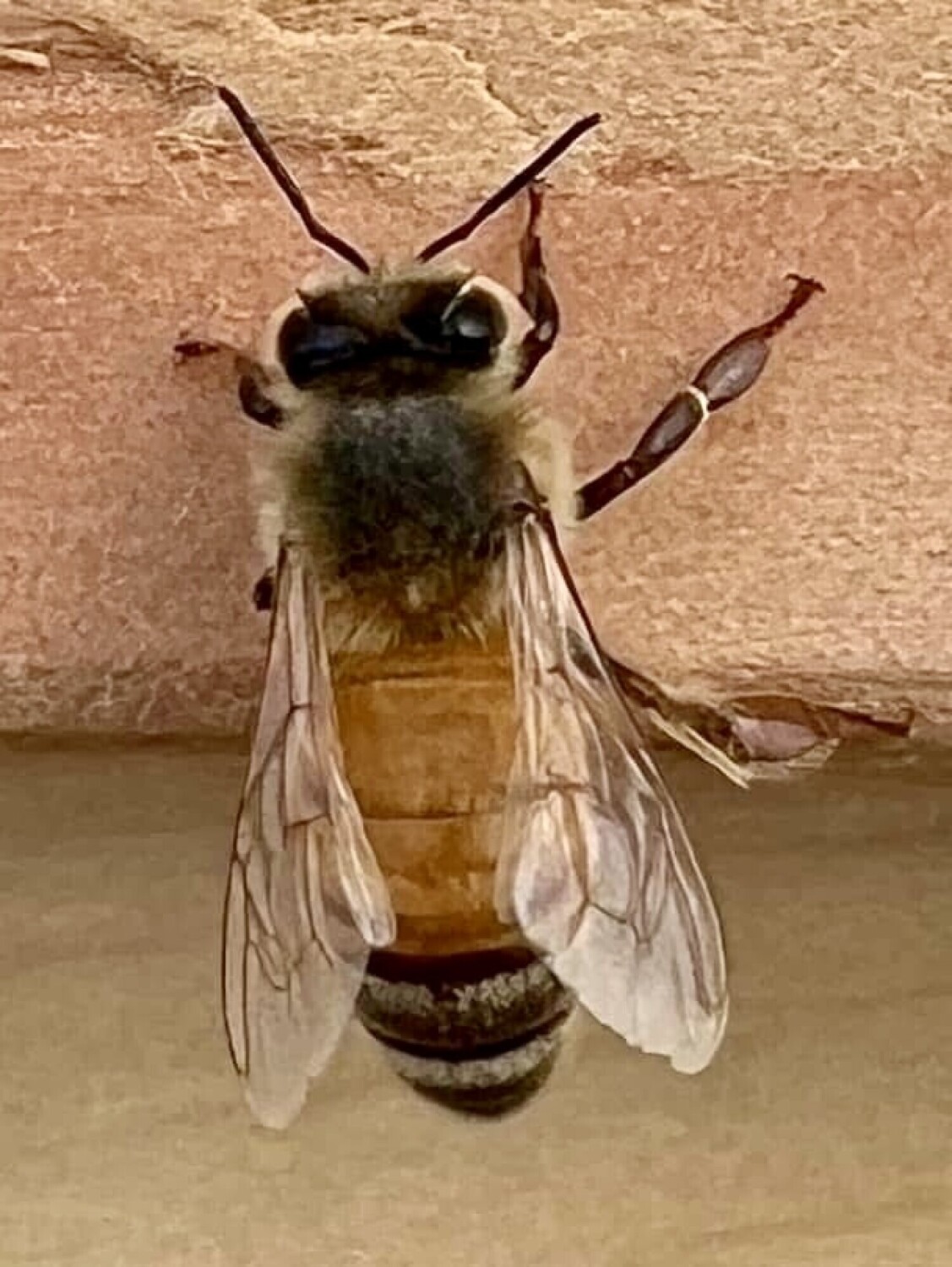 Save the bees!