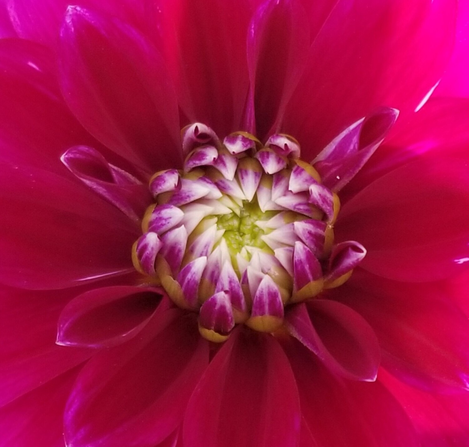 Spring Bloom