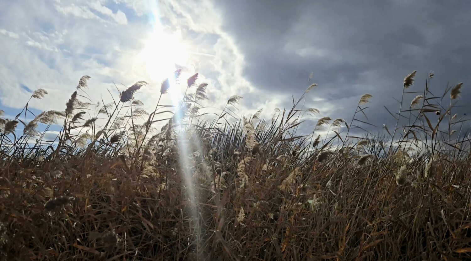 Golden grass