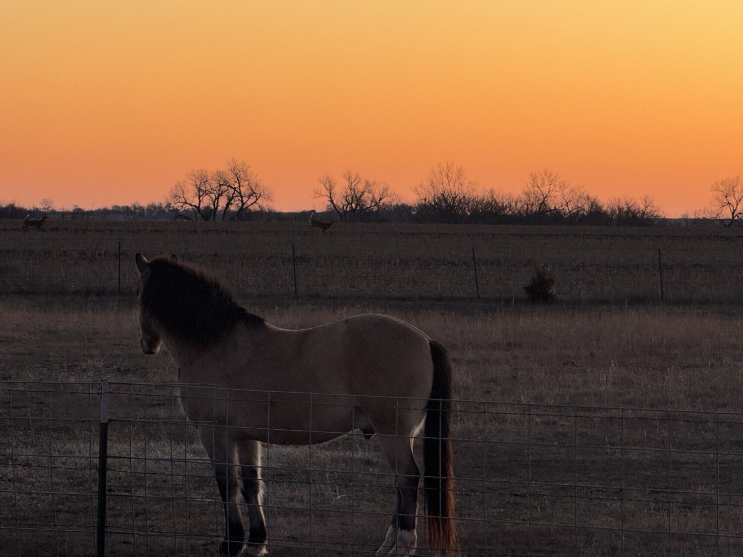 Reno’s mornings on the Prairie