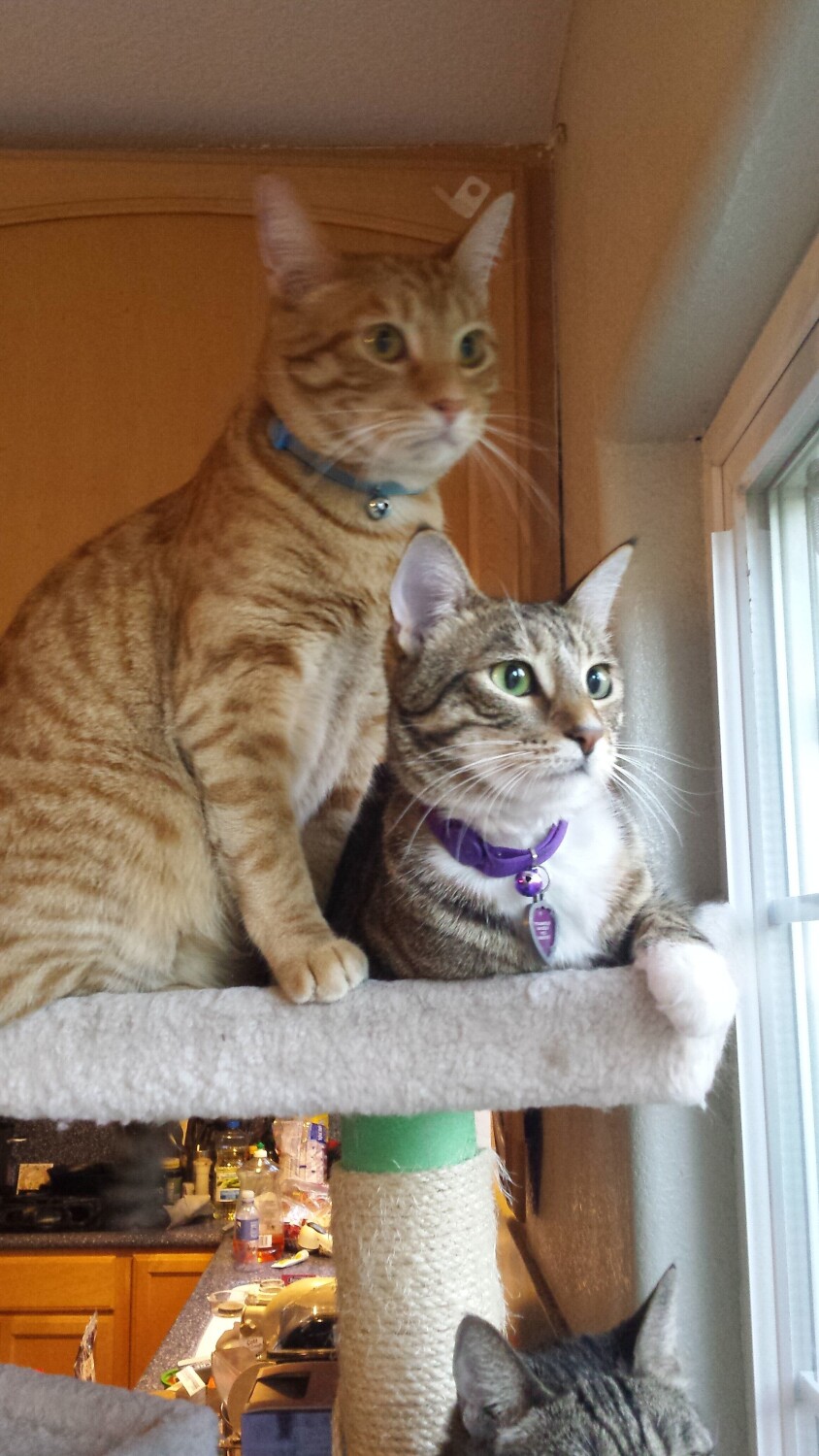 Garfield and Snickers