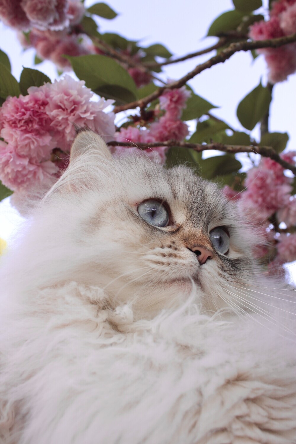 Seven Blossoms
