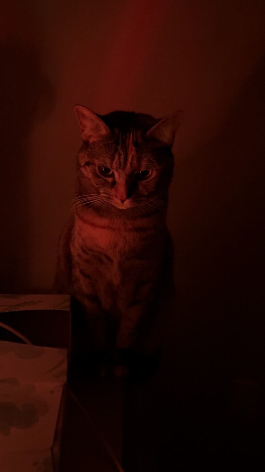 Evil Kitty