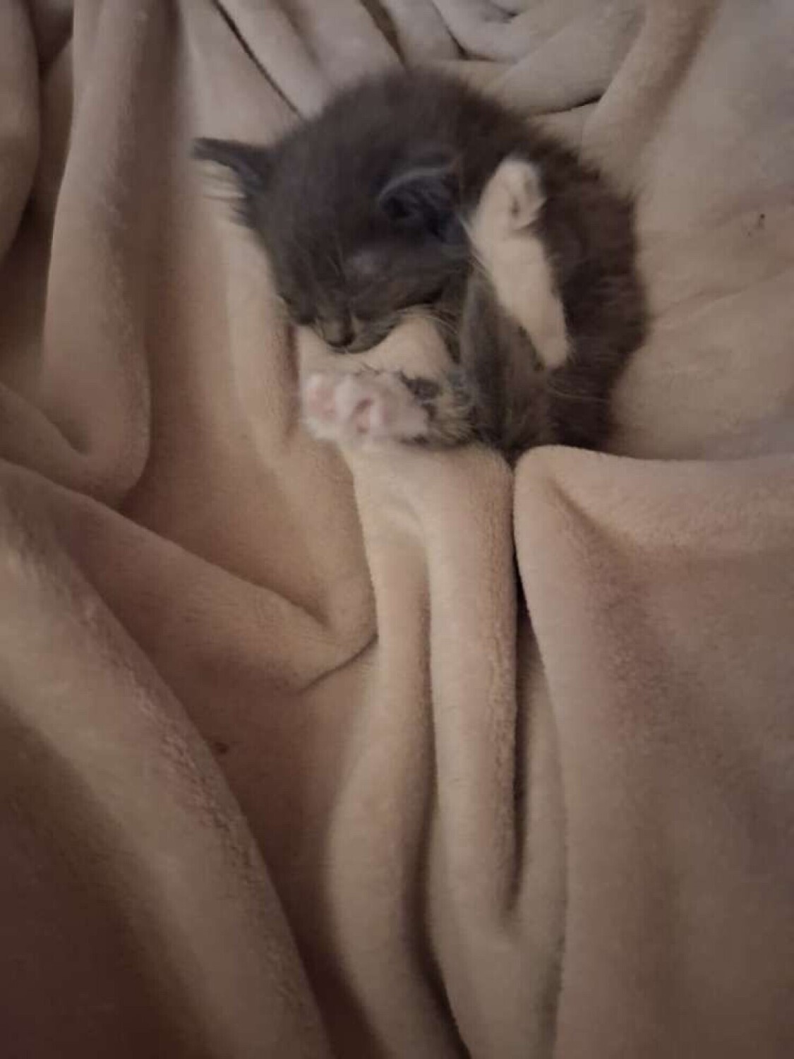 Sleeping soxes