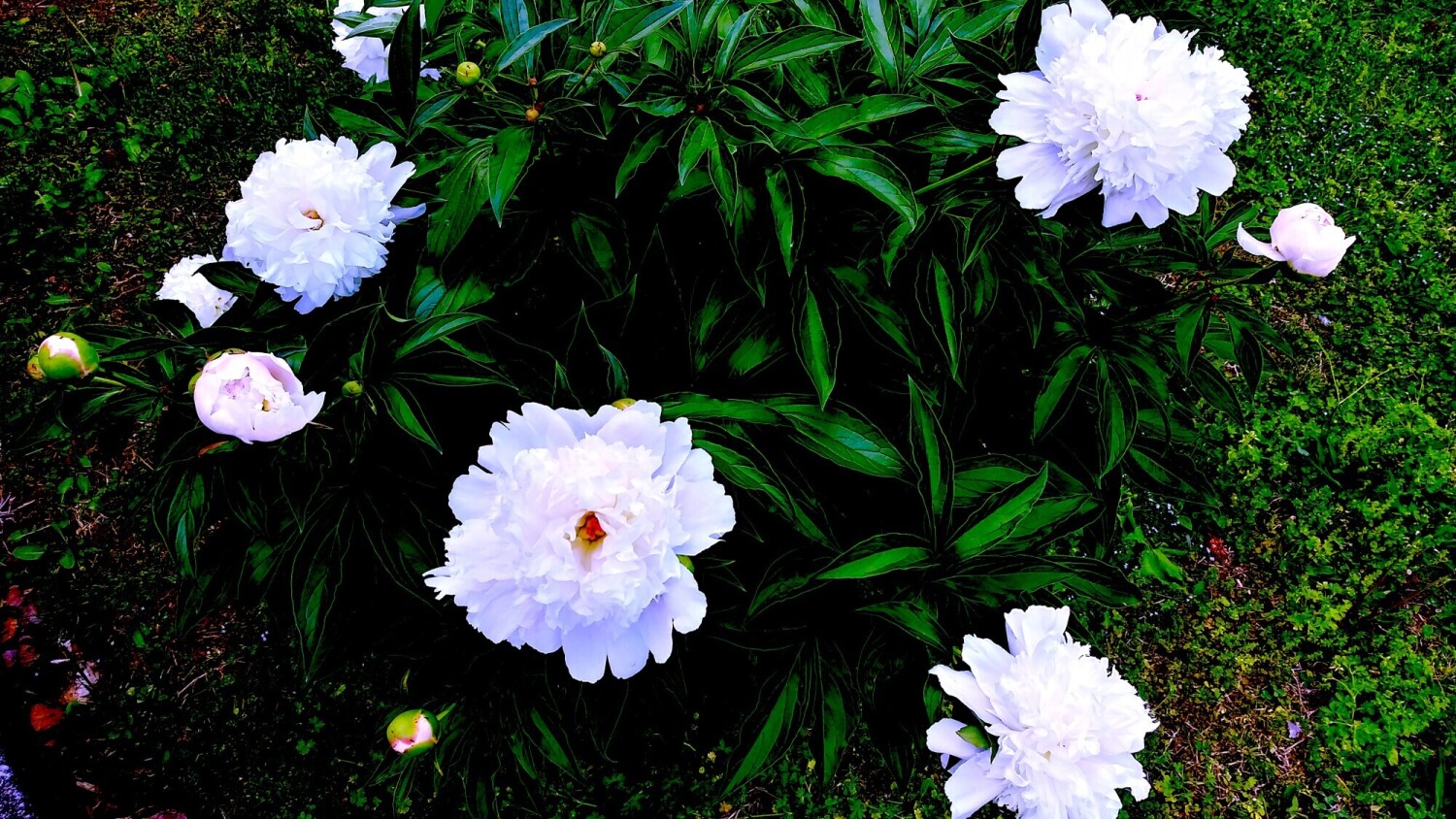 Peonies