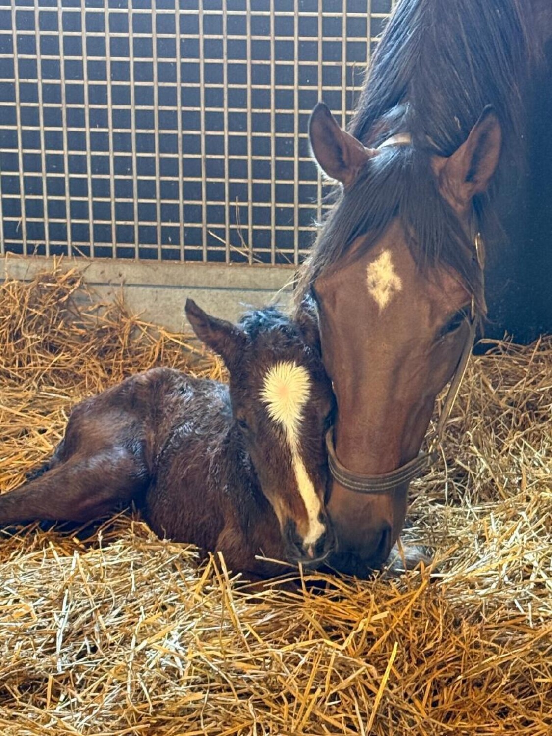 New Born foal and Mare 2026