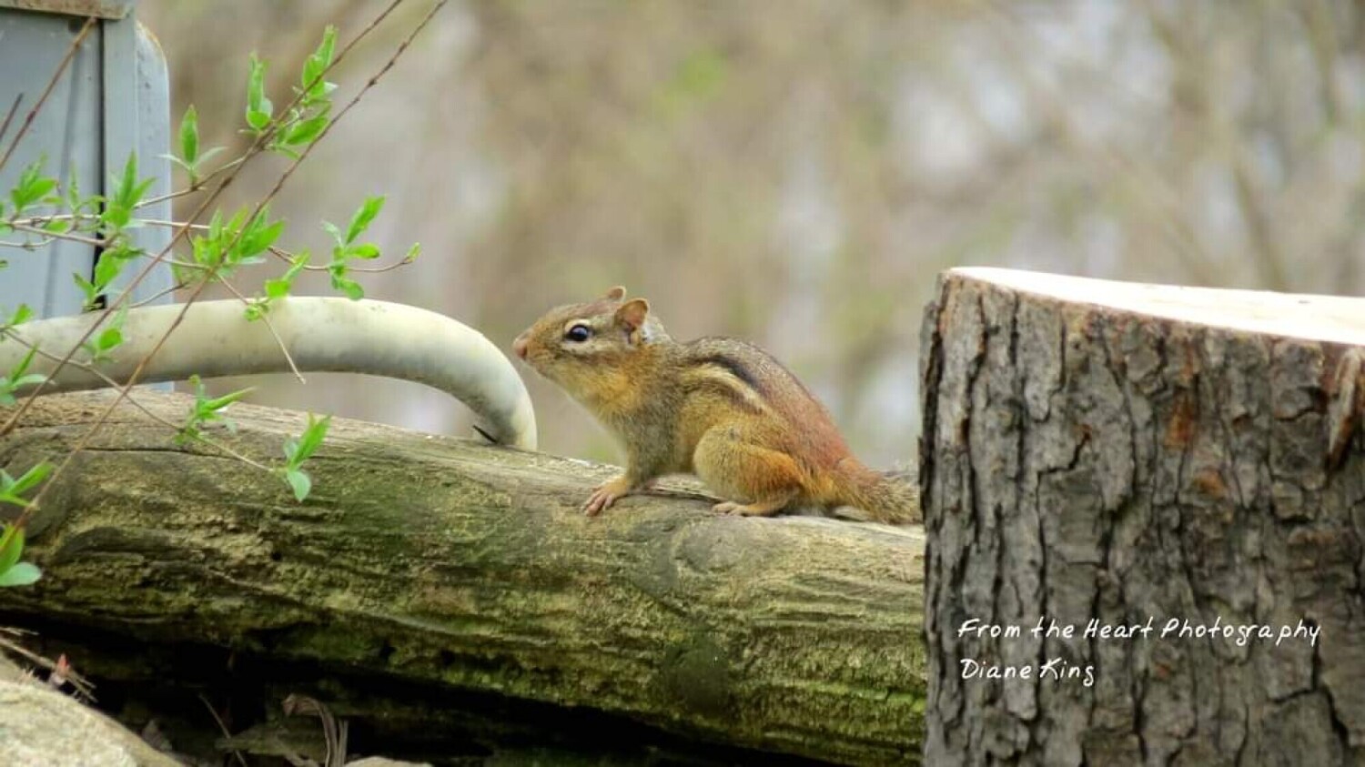 Day with a chipmunk