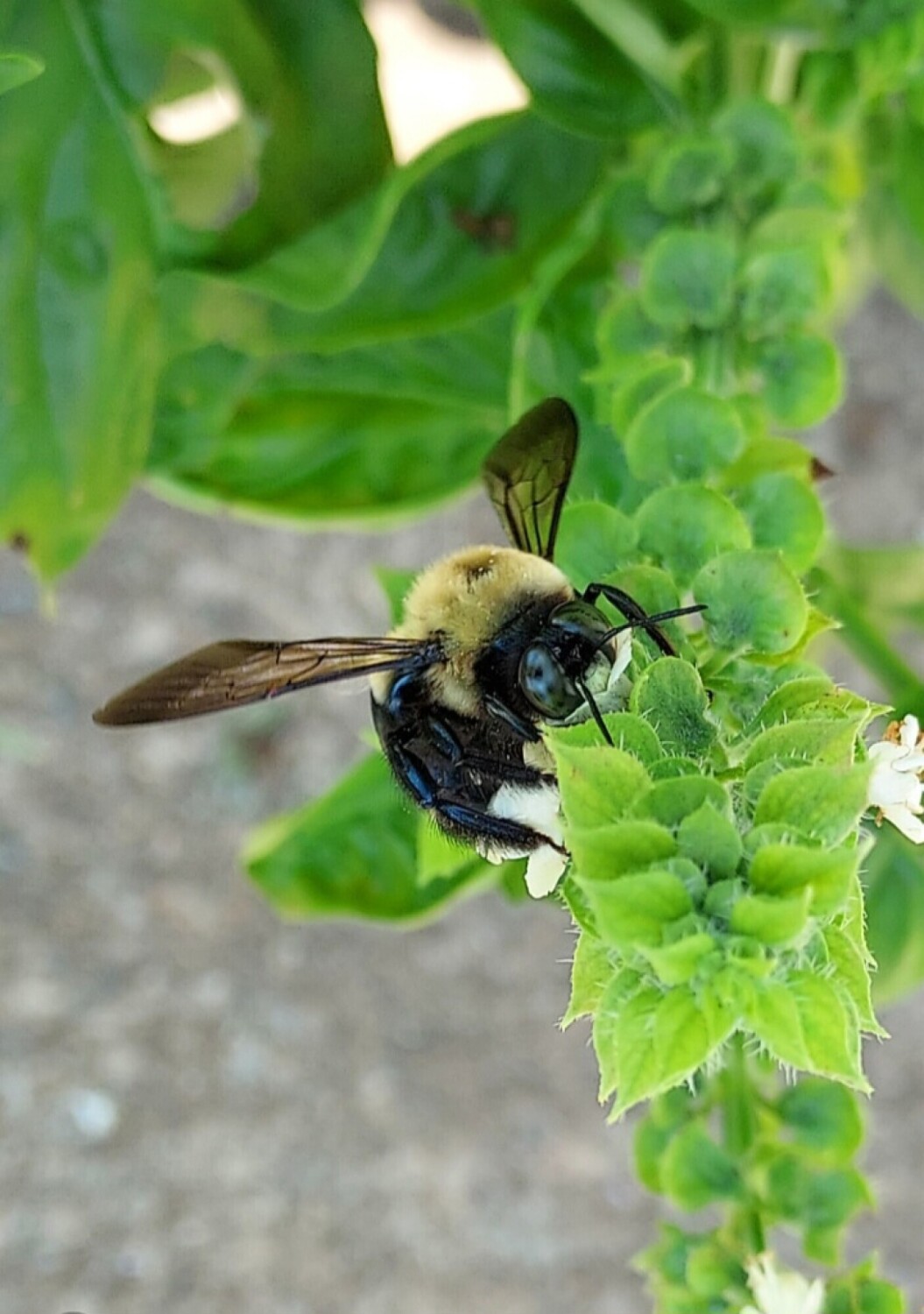 Busiest of Bees