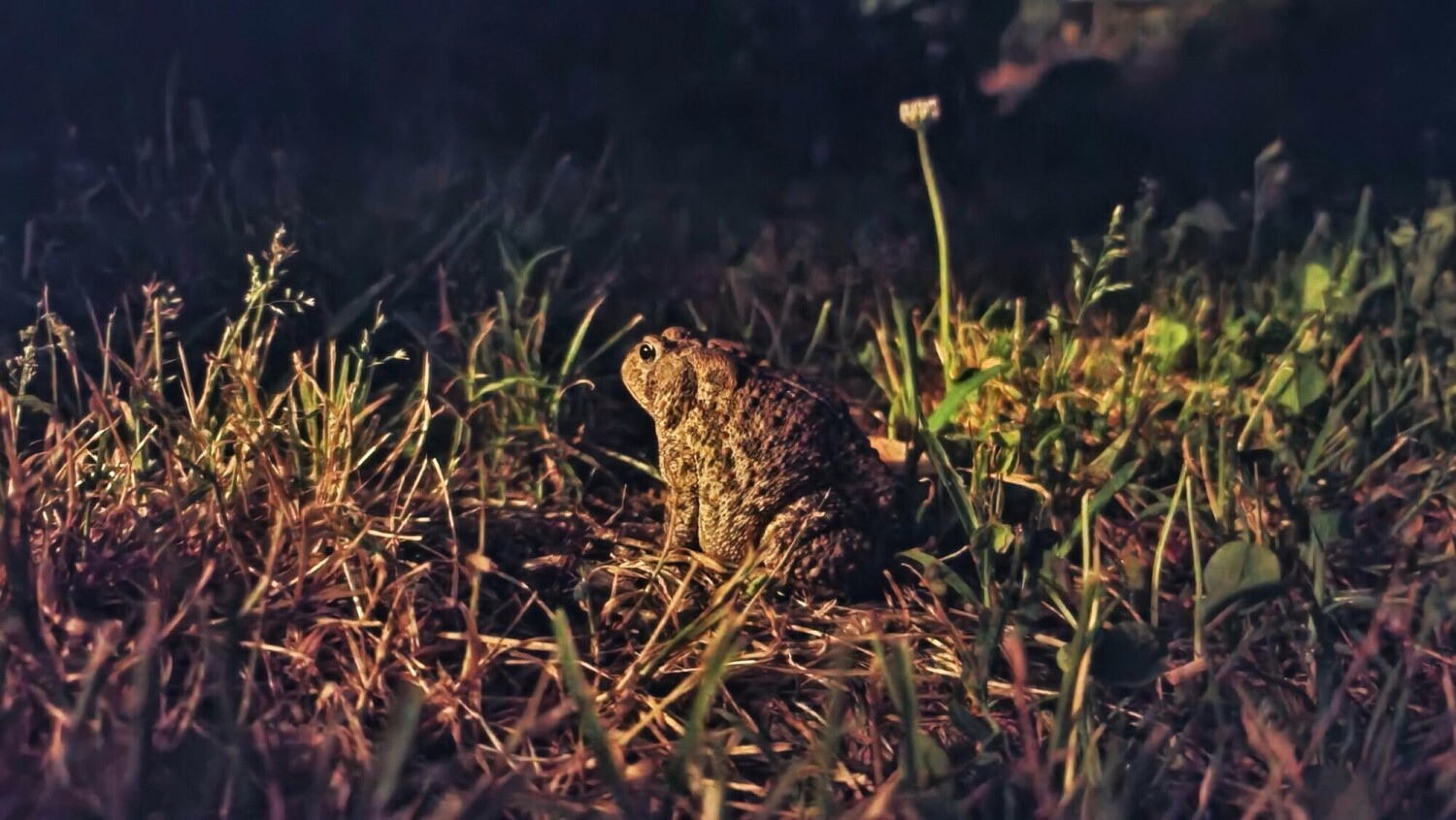 Absolutely Ribbiting